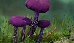 提莫3秒一个蘑菇？如何出装才能实现？