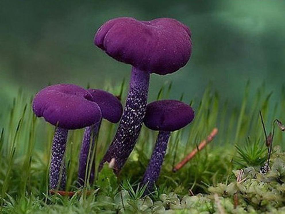 提莫3秒一个蘑菇？如何出装才能实现？